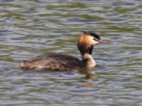 Podiceps cristatus ad Lertagsdammen, Klagshamns udde, Malmö, Skåne, Sweden 20240703_0066