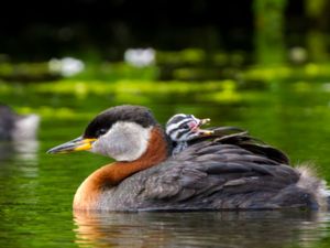 Podiceps grisegena - Red-necked Grebe - Gråhakedopping