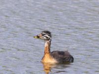 Podiceps grisegena 1cy Lertagsdammen, Klagshamns udde, Malmö, Skåne, Sweden 20240703_0076