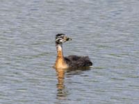 Podiceps grisegena 1cy Lertagsdammen, Klagshamns udde, Malmö, Skåne, Sweden 20240703_0079