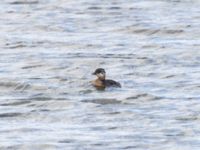 Podiceps grisegena 1cy Lertagsdammen, Klagshamns udde, Malmö, Skåne, Sweden 20240728_0092