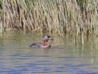 Podiceps grisegena Lertagsdammen, Klagshamns udde, Malmö, Skåne, Sweden 20240512_0125