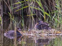 Podiceps grisegena Mellandammen, Öresundsparken, Ribersborg, Malmö, Skåne, Sweden 20230725_0087