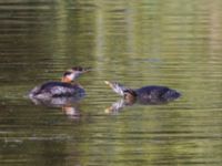 Podiceps grisegena ad et 1cy Mellandammen, Öresundsparken, Ribersborg, Malmö, Skåne, Sweden 20240807_0024