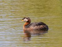 Podiceps grisegena ad et 1cy Mellandammen, Öresundsparken, Ribersborg, Malmö, Skåne, Sweden 20240807_0032