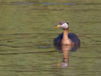 Podiceps grisegena ad et 1cy Mellandammen, Öresundsparken, Ribersborg, Malmö, Skåne, Sweden 20240807_0034