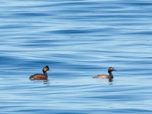 Podiceps nigricollis - Black-necked Grebe - Svarthalsad dopping