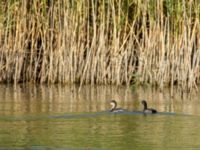 Podiceps nigricollis 1cy Lertagsdammen, Klagshamns udde, Malmö, Skåne, Sweden 20180730_0038