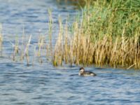 Podiceps nigricollis 1cy Lertagsdammen, Klagshamns udde, Malmö, Skåne, Sweden 20180801_0008