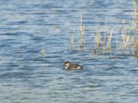 Podiceps nigricollis 1cy Lertagsdammen, Klagshamns udde, Malmö, Skåne, Sweden 20180801_0010