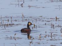 Podiceps nigricollis Gäddängen, Fulltofta, Hörby, Skåne, Sweden 20230519_0021