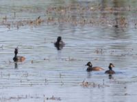 Podiceps nigricollis Gäddängen, Fulltofta, Hörby, Skåne, Sweden 20230519_0030