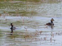 Podiceps nigricollis Gäddängen, Fulltofta, Hörby, Skåne, Sweden 20230519_0037