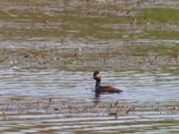 Podiceps nigricollis Gäddängen, Fulltofta, Hörby, Skåne, Sweden 20230519_0038