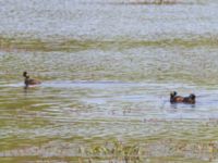 Podiceps nigricollis Gäddängen, Fulltofta, Hörby, Skåne, Sweden 20230519_0043