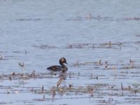 Podiceps nigricollis Gäddängen, Fulltofta, Hörby, Skåne, Sweden 20230519_0071