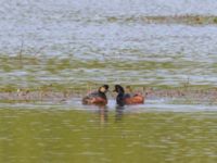 Podiceps nigricollis Gäddängen, Fulltofta, Hörby, Skåne, Sweden 20230519_0123