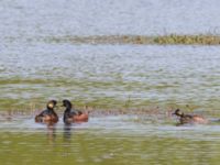 Podiceps nigricollis Gäddängen, Fulltofta, Hörby, Skåne, Sweden 20230519_0127