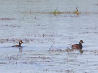 Podiceps nigricollis Gäddängen, Fulltofta, Hörby, Skåne, Sweden 20230519_0136