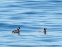 Podiceps nigricollis Scaniaparken, Malmö, Skåne, Sweden 20200602_0081