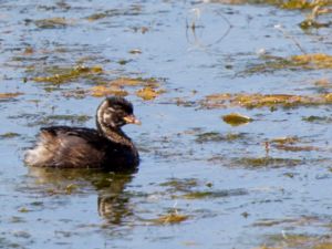 Tachybaptus ruficollis - Little Grebe - Smådopping