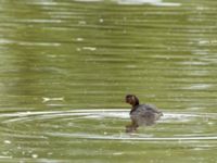 Tachybaptus ruficollis Ödammen, Öresundsparken, Ribersborg, Malmö, Skåne, Sweden 20200805_0032