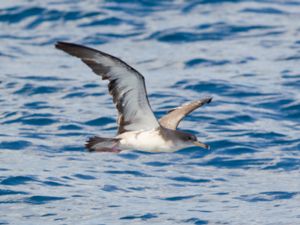 Calonectris diomedea - Cory's Shearwater - Gulnäbbad lira