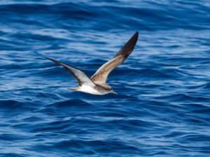 Calonectris edwardsii - Cape Verde Shearwater - Kapverdelira