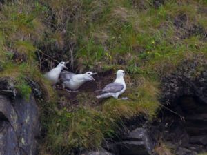 Fulmarus glacialis - Northern Fulmar - Stormfågel