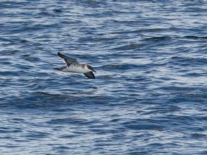 Puffinus gravis - Great Shearwater - Större lira