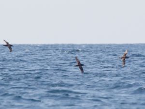 Puffinus yelkouan - Yelkouan Shearwater - Medelhavslira