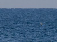 Puffinus yelkouan Olinovki, Crimea, Russia 20150911B_0389