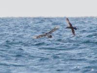 Puffinus yelkouan Olinovki, Crimea, Russia 20150911B_0458