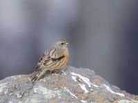 Prunella collaris montana Gudauri Monument, Stepantsminda, Mtskheta-Mtianeti, Georgia 20180425B_1794