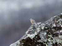 Prunella collaris montana Gudauri Monument, Stepantsminda, Mtskheta-Mtianeti, Georgia 20180425_1819