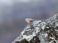 Prunella collaris montana Gudauri Monument, Stepantsminda, Mtskheta-Mtianeti, Georgia 20180425_1820