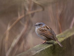 Prunella modularis - Dunnock - Järnsparv