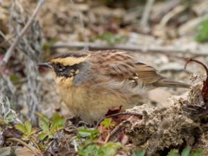 Prunella montanella - Mountain Accentor - Sibirisk järnsparv