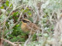 Prunella montanella Långbroudd, Mörbylånga, Öland, Sweden 20161015B_0226