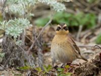 Prunella montanella Långbroudd, Mörbylånga, Öland, Sweden 20161015B_0290