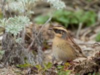 Prunella montanella Långbroudd, Mörbylånga, Öland, Sweden 20161015B_0292