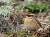 Prunella montanella Långbroudd, Mörbylånga, Öland, Sweden 20161015B_0304