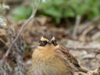 Prunella montanella Långbroudd, Mörbylånga, Öland, Sweden 20161015B_0307