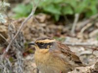 Prunella montanella Långbroudd, Mörbylånga, Öland, Sweden 20161015B_0315