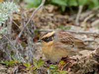 Prunella montanella Långbroudd, Mörbylånga, Öland, Sweden 20161015B_0336