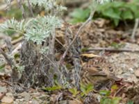 Prunella montanella Långbroudd, Mörbylånga, Öland, Sweden 20161015B_0364