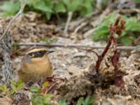 Prunella montanella Långbroudd, Mörbylånga, Öland, Sweden 20161015B_0372