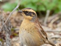 Prunella montanella Långbroudd, Mörbylånga, Öland, Sweden 20161015C_0281