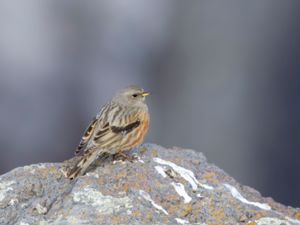 Prunella collaris - Alpine Accentor - Alpjärnsparv