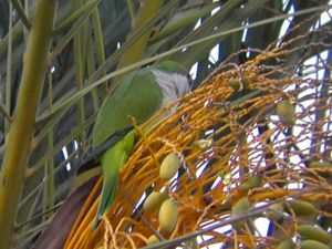 Myiopsitta monachus - Monk Parakeet - Munkparakit